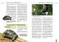 Preview: Die Breitrandschildkröte